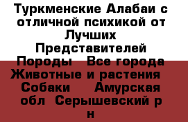 Туркменские Алабаи с отличной психикой от Лучших Представителей Породы - Все города Животные и растения » Собаки   . Амурская обл.,Серышевский р-н